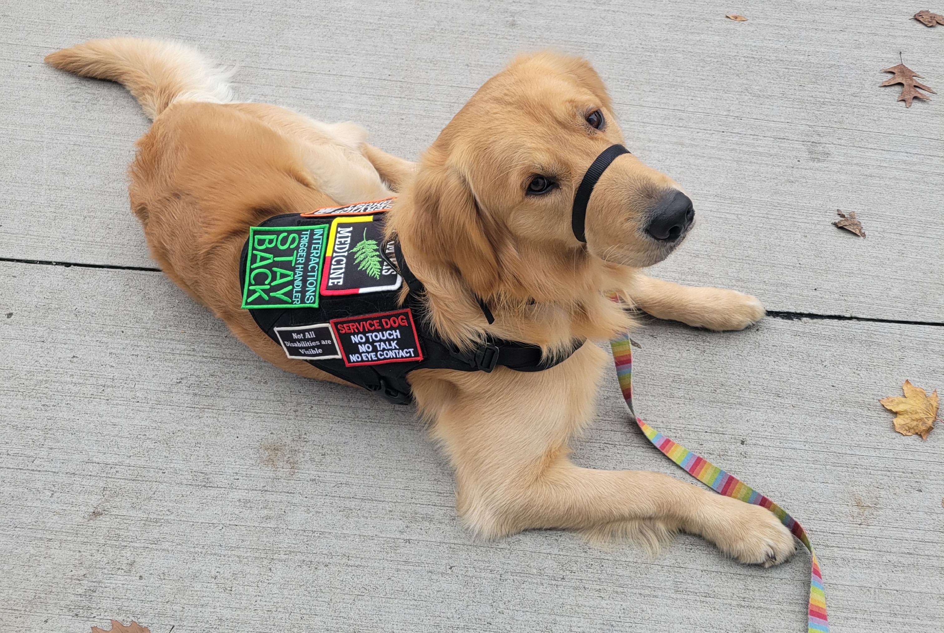 photo of a golden retriever in a service dog vest